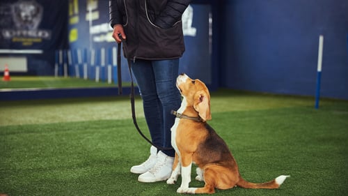 The Best Dog Trainers in Queens, NY