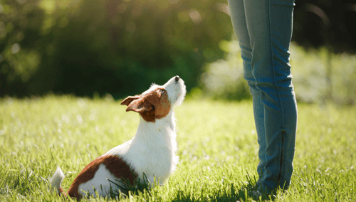 The Best Dog Trainers in Austin, TX