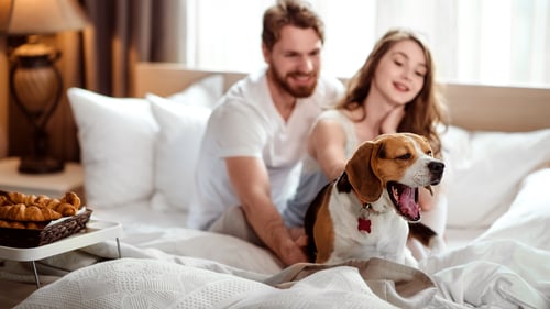 The Top Pet-Friendly Hotels in Queens, NY