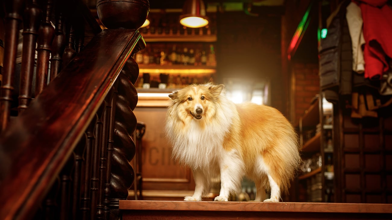 The Best Dog-Friendly Bars in Queens, NY