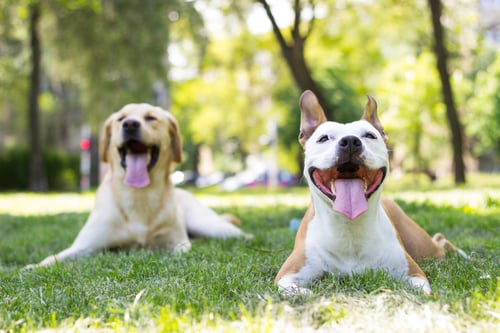 The Top Dog Parks in Queens, NY