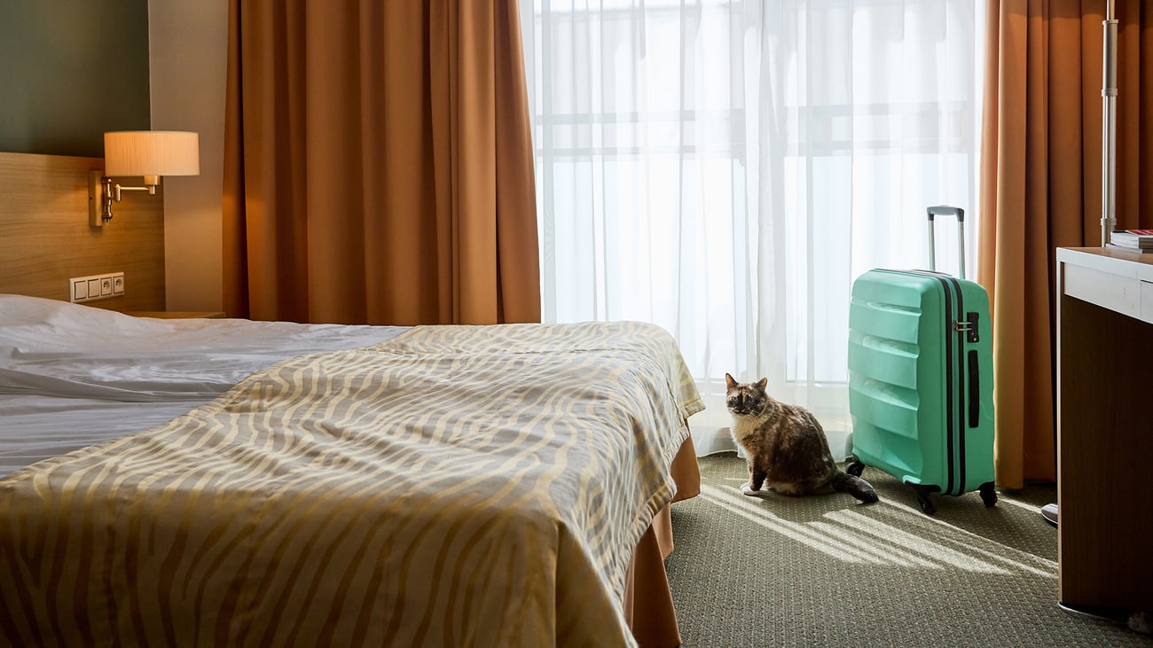 The Top Pet-Friendly Hotels in San Diego, CA