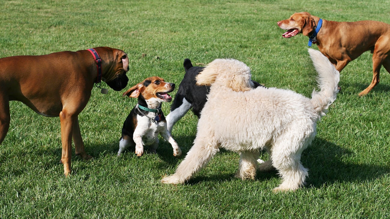 The Top Dog Parks in Austin, TX