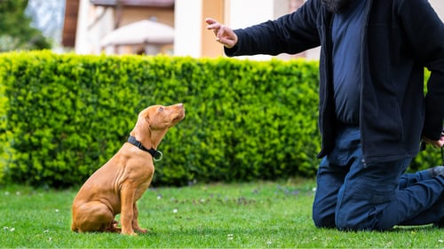 The Best Dog Trainers in San Diego, CA