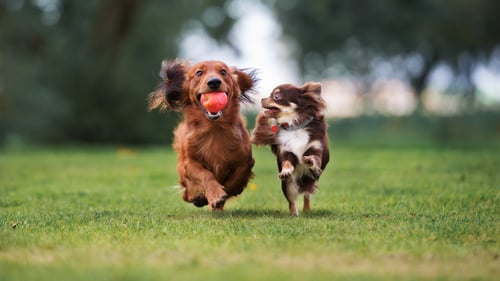 The Top Dog Parks in Houston, TX