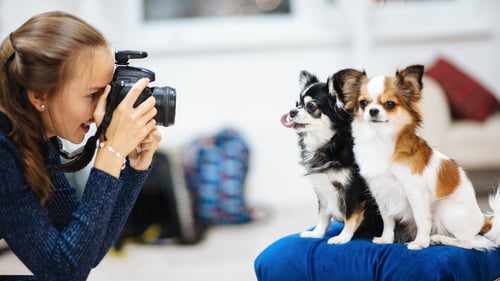 The Best Pet Photographers in Austin, TX