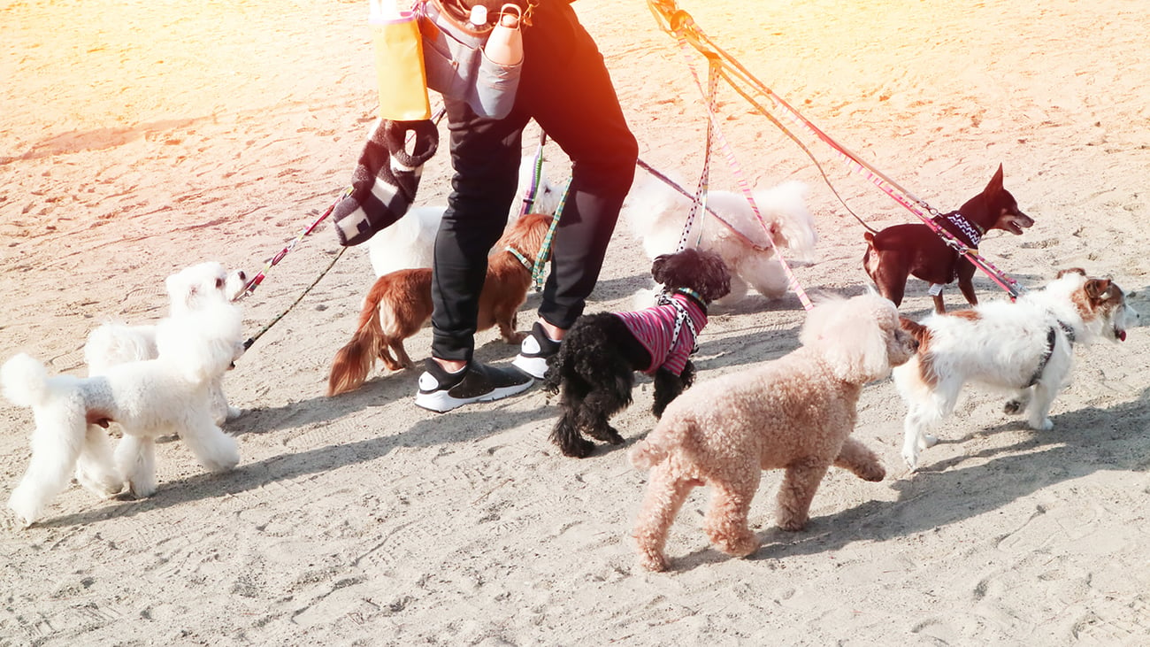 The Top Dog Walkers in San Diego, CA