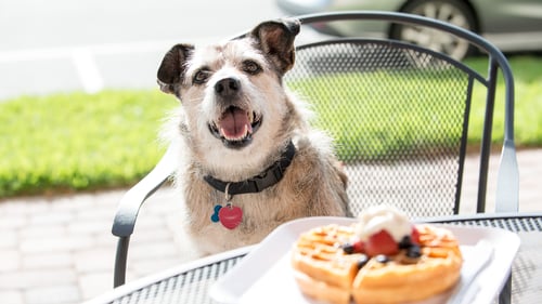 The Best Dog-Friendly Restaurants in Austin, TX