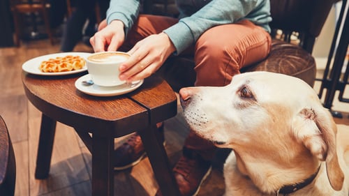 Dog-Friendly Cafes & Coffee Shops in San Diego, CA