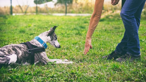The Best Dog Trainers in San Francisco, CA