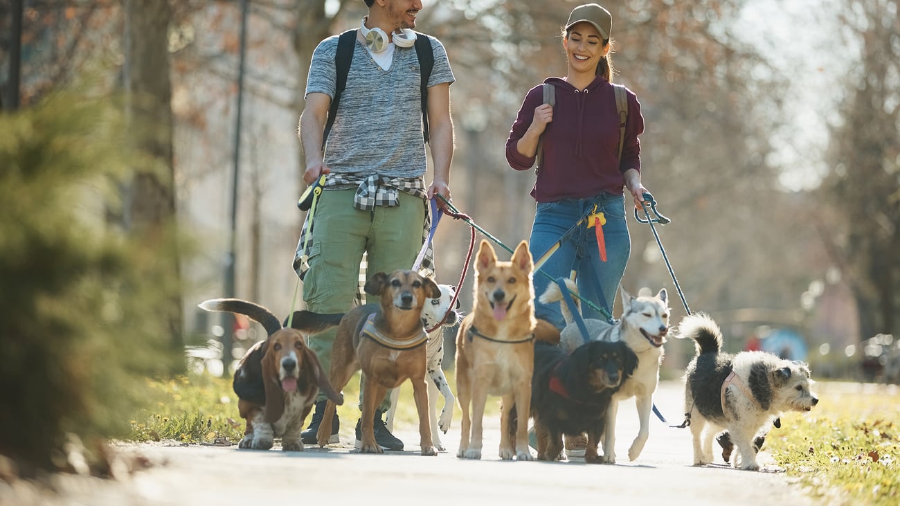 The Top Dog Walkers in San Francisco, CA
