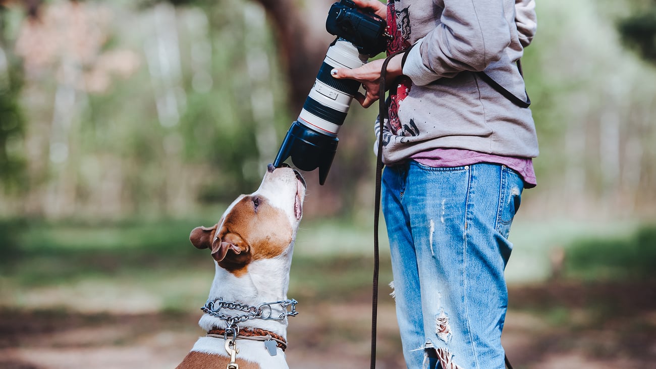 The Best Pet Photographers in San Francisco, CA