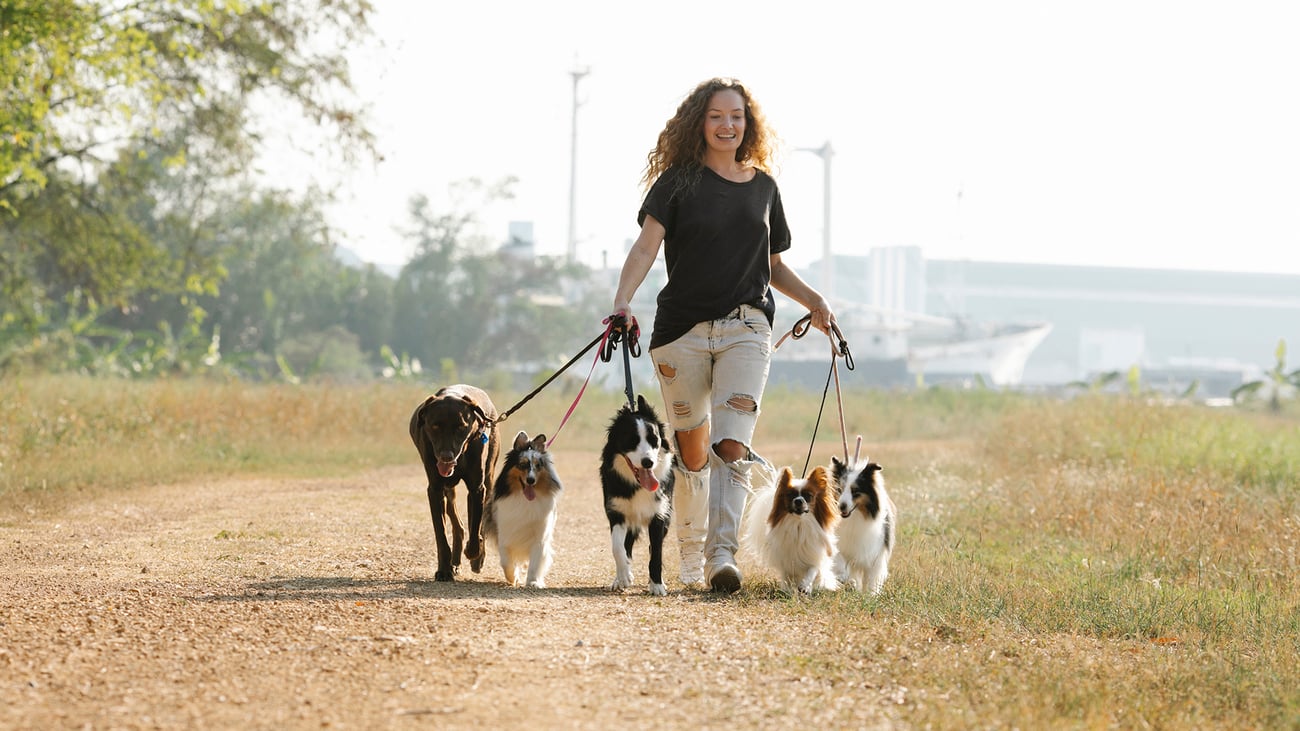 The Top Dog Walkers in Santa Barbara, CA