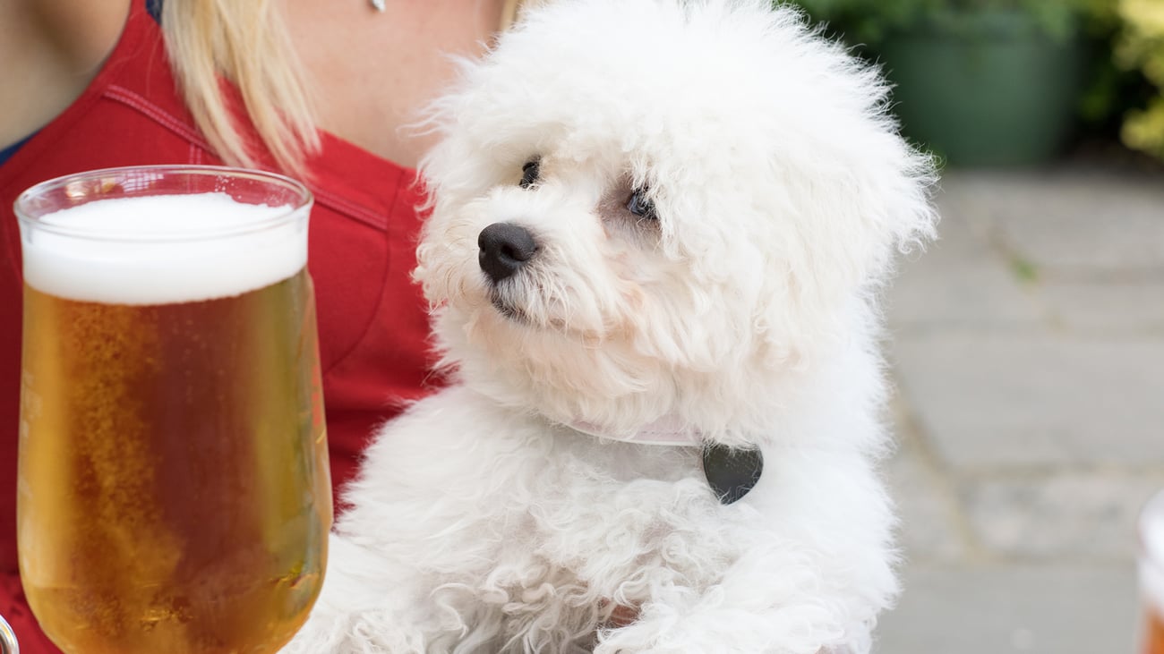 The Best Dog-Friendly Breweries in Santa Barbara, CA