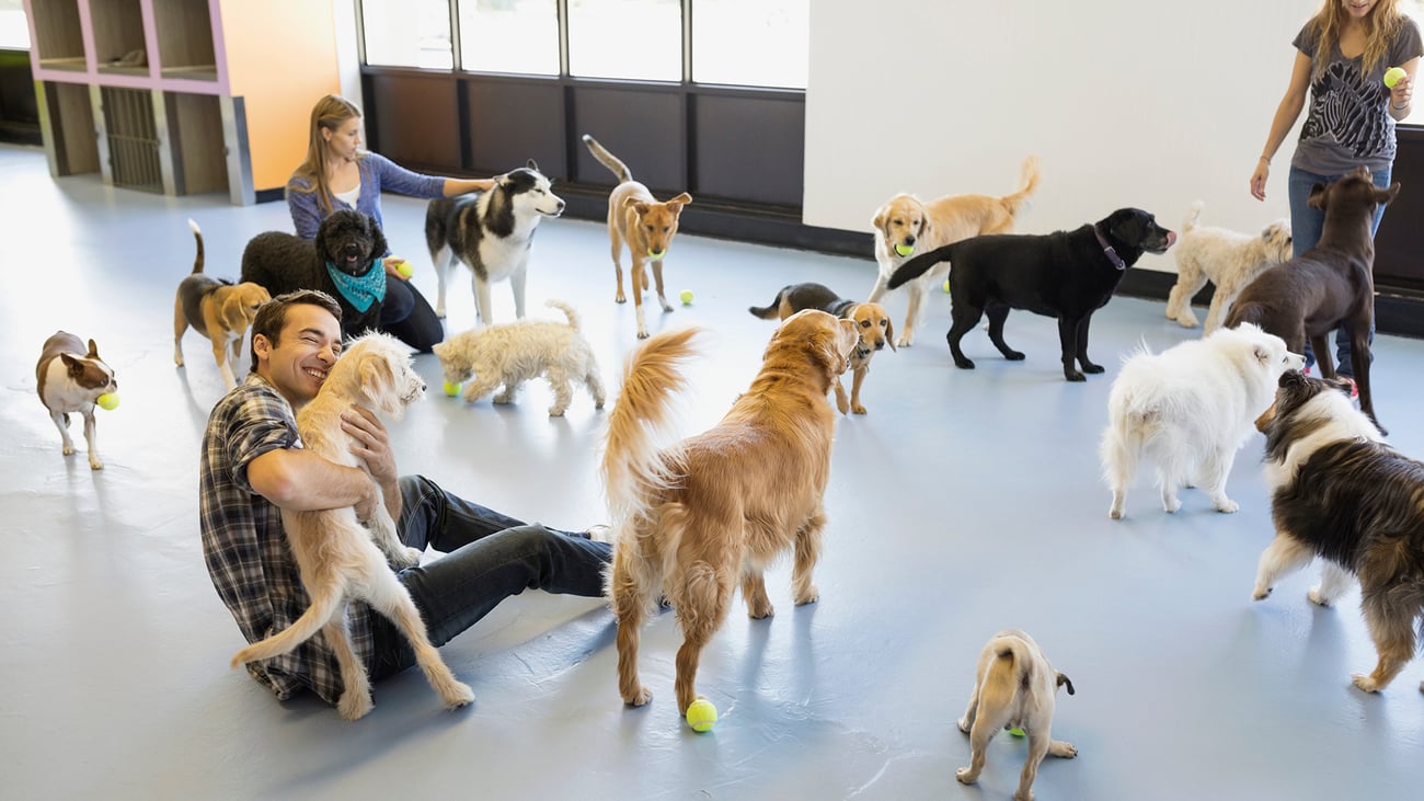 The Top-Rated Doggy Daycare in Seattle, WA