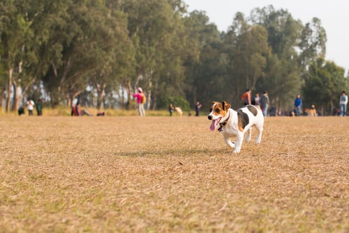 The Top Dog Parks in Seattle, WA