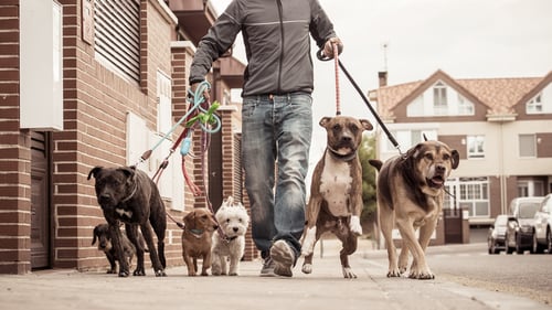 The Top Dog Walkers in Seattle, WA