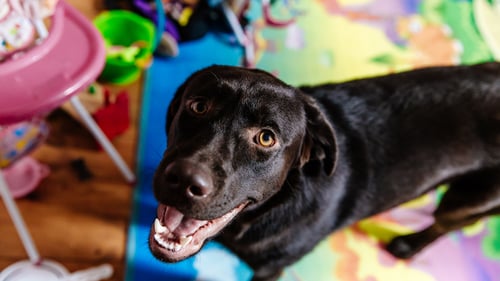 The Top-Rated Doggy Daycare in South Florida