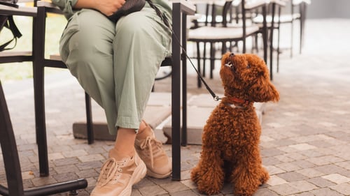 The Best Dog-Friendly Bars in South Florida