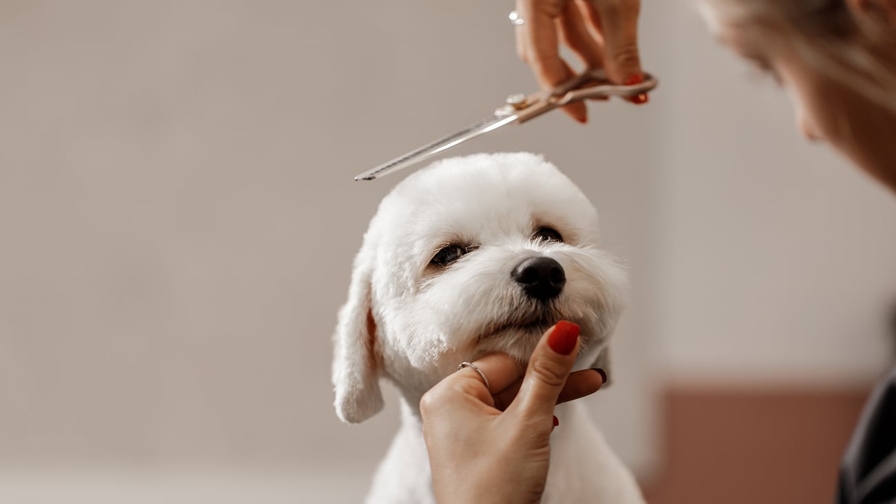 The Top Pet Groomers in Austin, TX