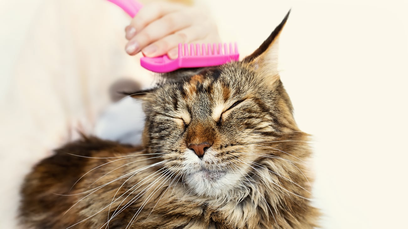 The Top Pet Groomers in South Florida