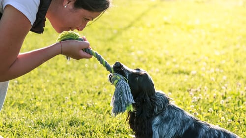 The Best Dog Trainers in South Florida