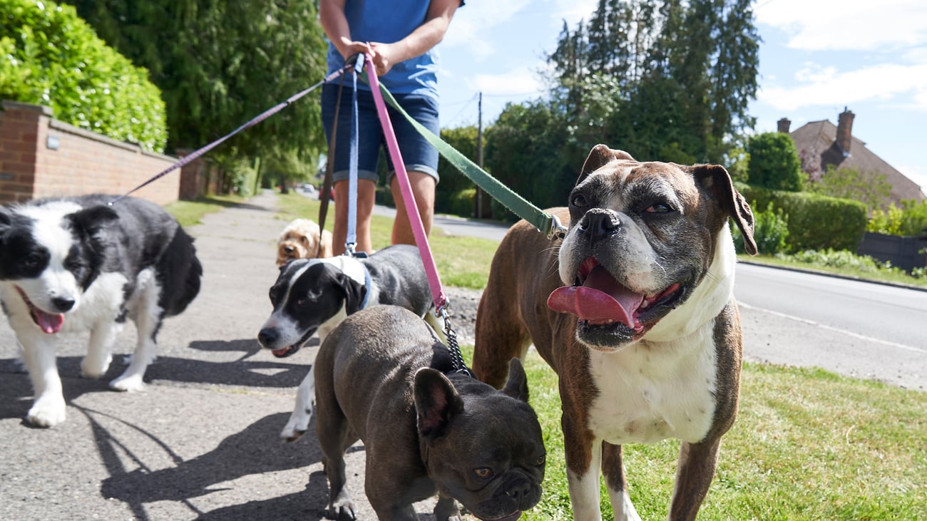 The Top Dog Walkers in South Florida