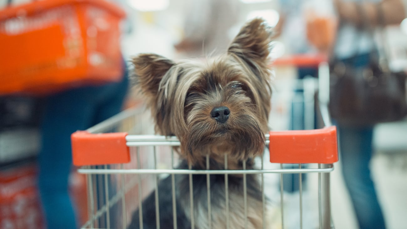 The Best Pet Supply Stores in Southern New Jersey