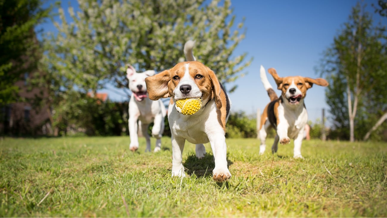 The Top Dog Parks in Boston, MA