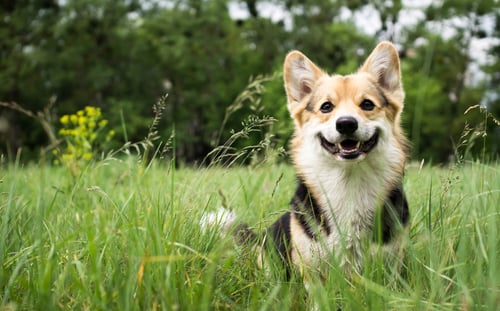 The Top Dog Parks in Southern New Jersey