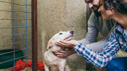 The Best Pet Adoption Centers in Boston, MA