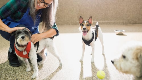 The Top-Rated Doggy Daycare in Vancouver, WA