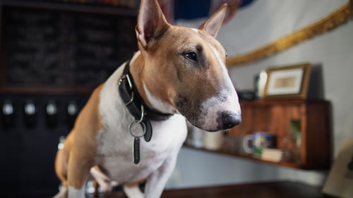 The Best Dog-Friendly Bars in Vancouver, WA