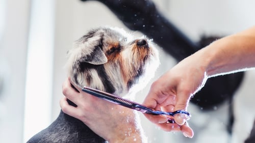 The Top Pet Groomers in Houston, TX