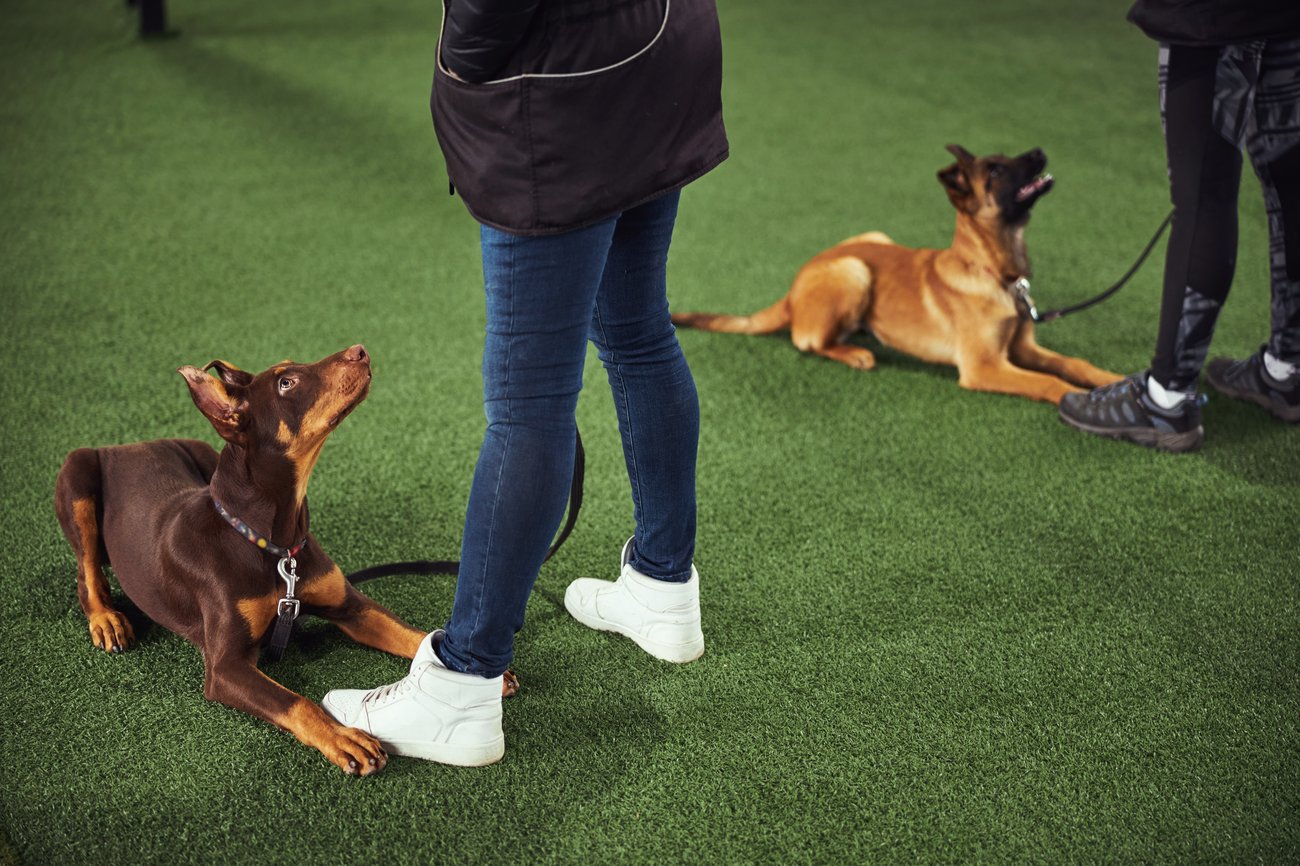 The Best Dog Trainers in Vancouver, WA