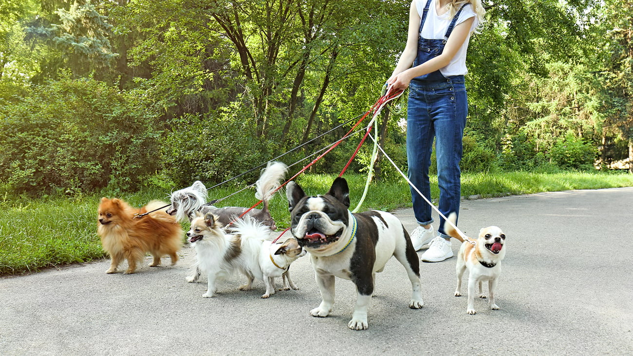 The Top Dog Walkers in Vancouver, WA