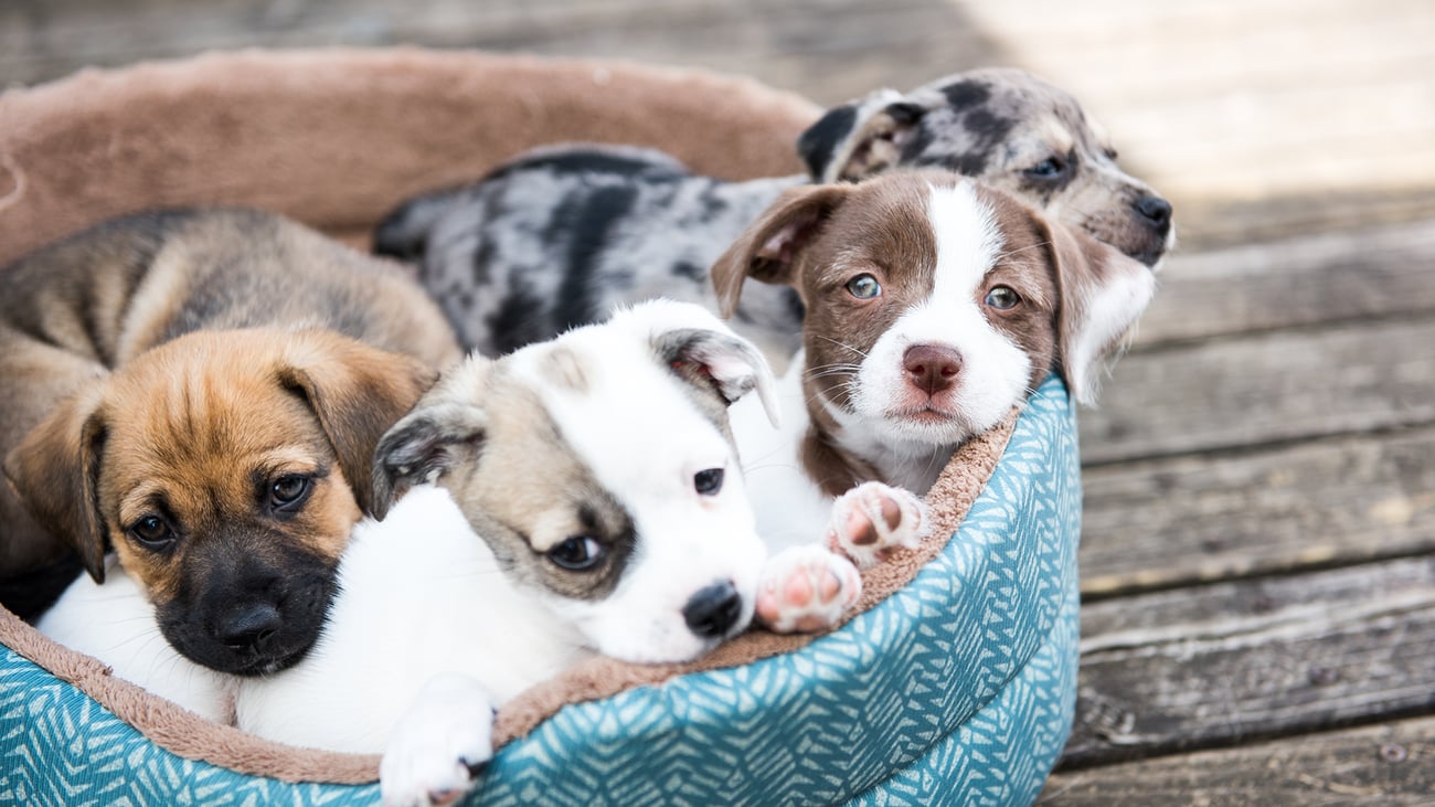 The Best Pet Adoption Centers in Houston, TX