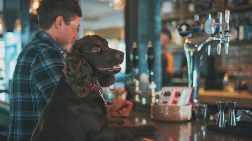 The Best Dog-Friendly Bars in Boston, MA