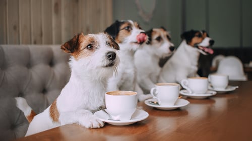 Dog-Friendly Cafes & Coffee Shops in Austin, TX