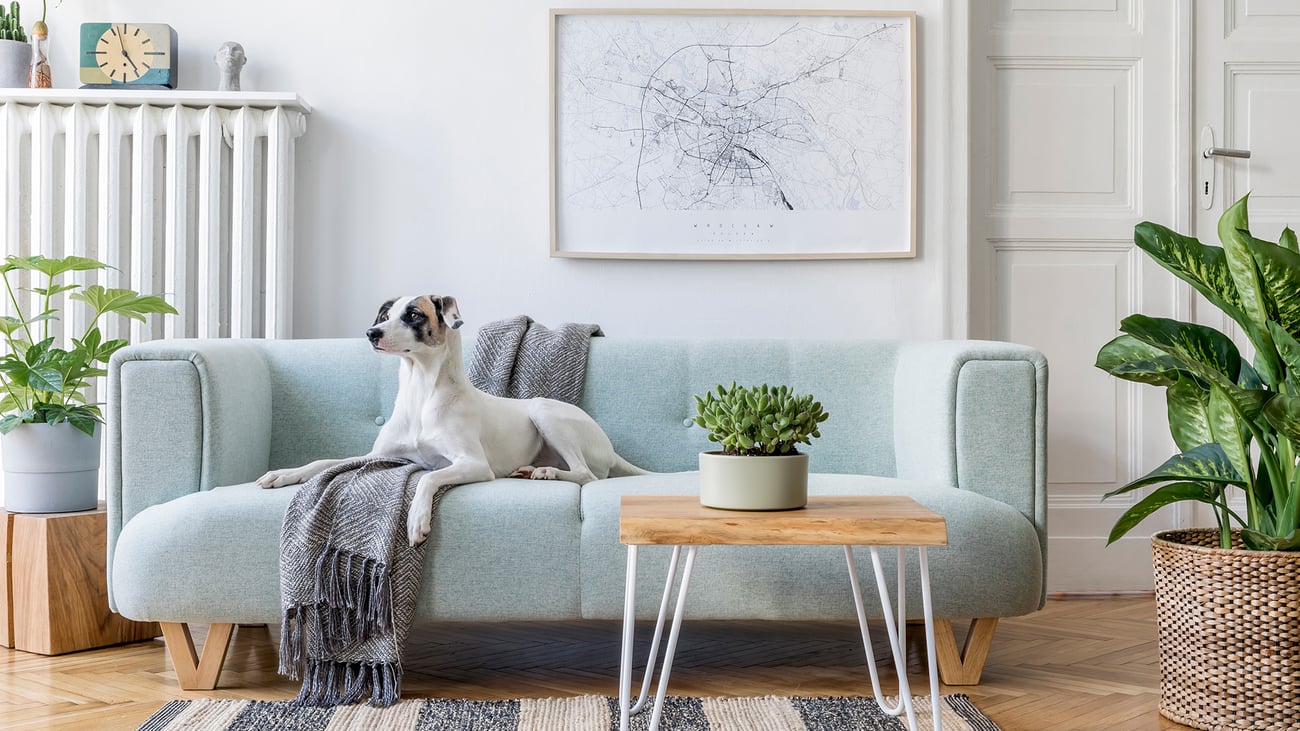 The Top Pet-Friendly Airbnbs in Boston, MA