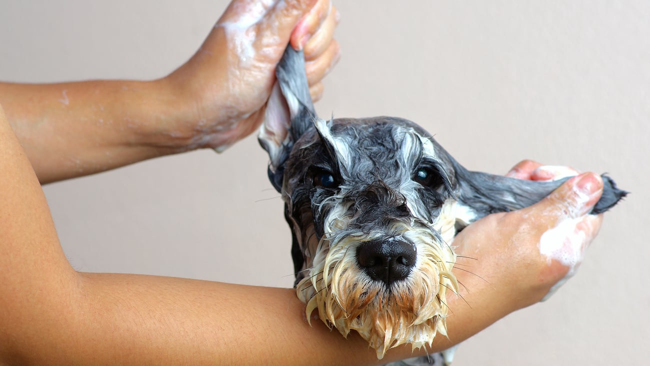 The Top Pet Groomers in Baltimore, MD