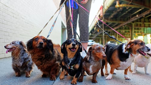 The Top Dog Walkers in Baltimore, MD