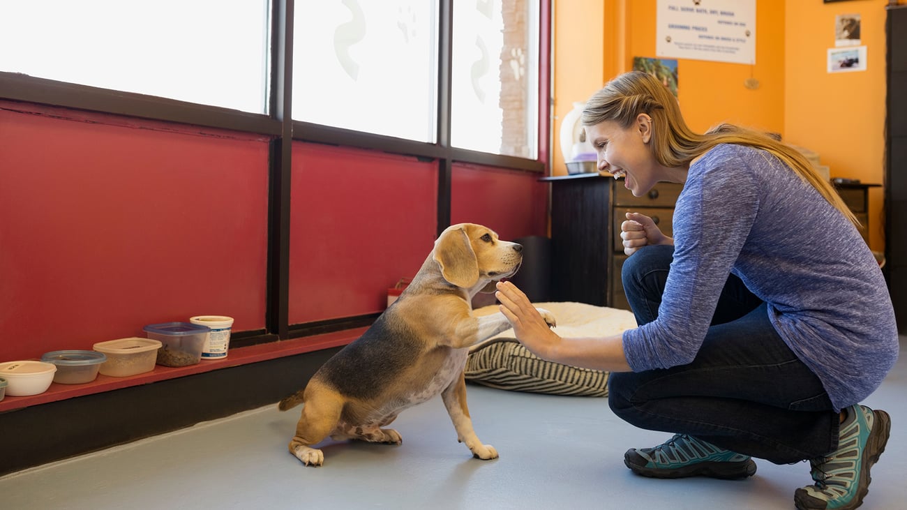 The Top-Rated Doggy Daycare in Brooklyn, NY