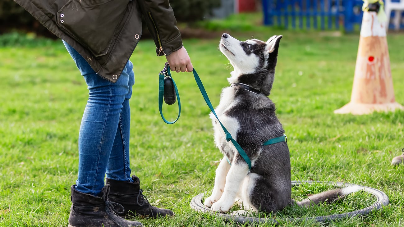 The Best Dog Trainers in Houston, TX