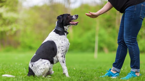 The Best Dog Trainers in Brooklyn, NY