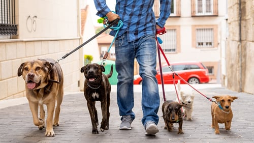 The Top Dog Walkers in Boston, MA