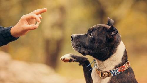 The Best Dog Trainers in Charlotte, NC