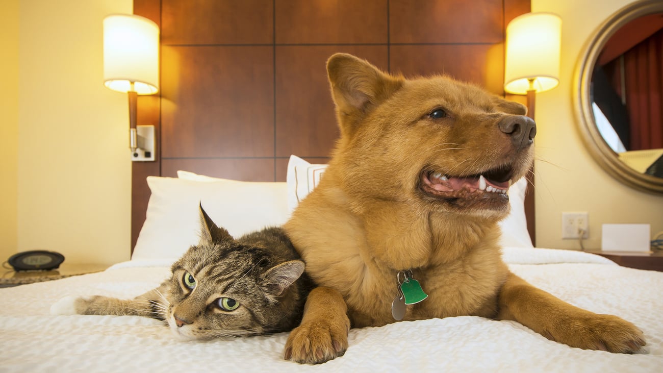 The Top Pet-Friendly Hotels in Charlotte, NC