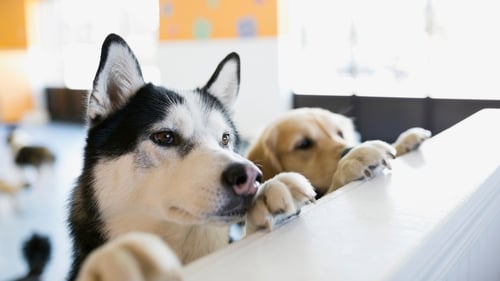 The Top-Rated Doggy Daycare in Chicago, IL