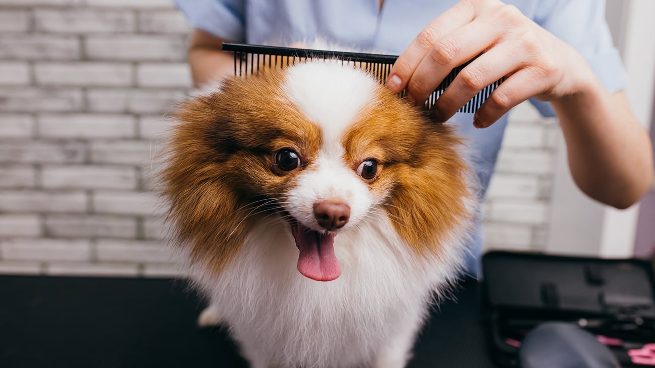 The Top Pet Groomers in Charlotte, NC